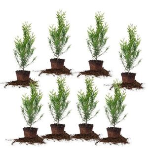 8-Pack PERFECT PLANTS Thuja Green Giant 2-Foot Privacy Evergreen Arborvita $69.06 + Free Shipping