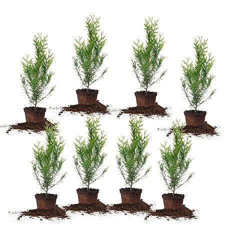 8-Pack PERFECT PLANTS Thuja Green Giant 2-Foot Privacy Evergreen Arborvita $69.06 + Free Shipping