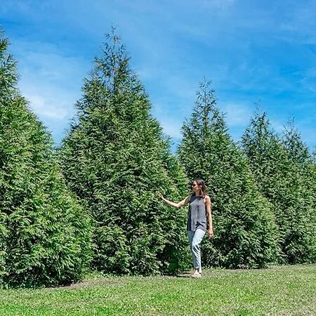 18-Pk Perfect Plants Thuja Green Giant Arborvitae Liners (3'-5' Growth Rate)